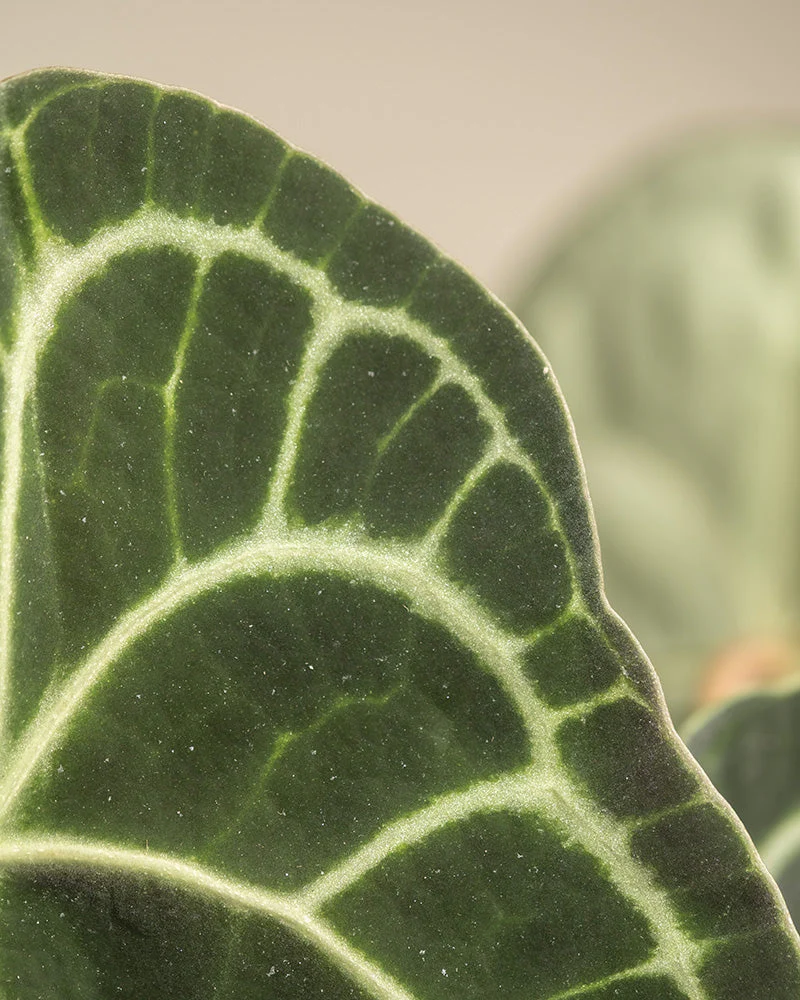 Anthurium clarinervium • feey - Image 13