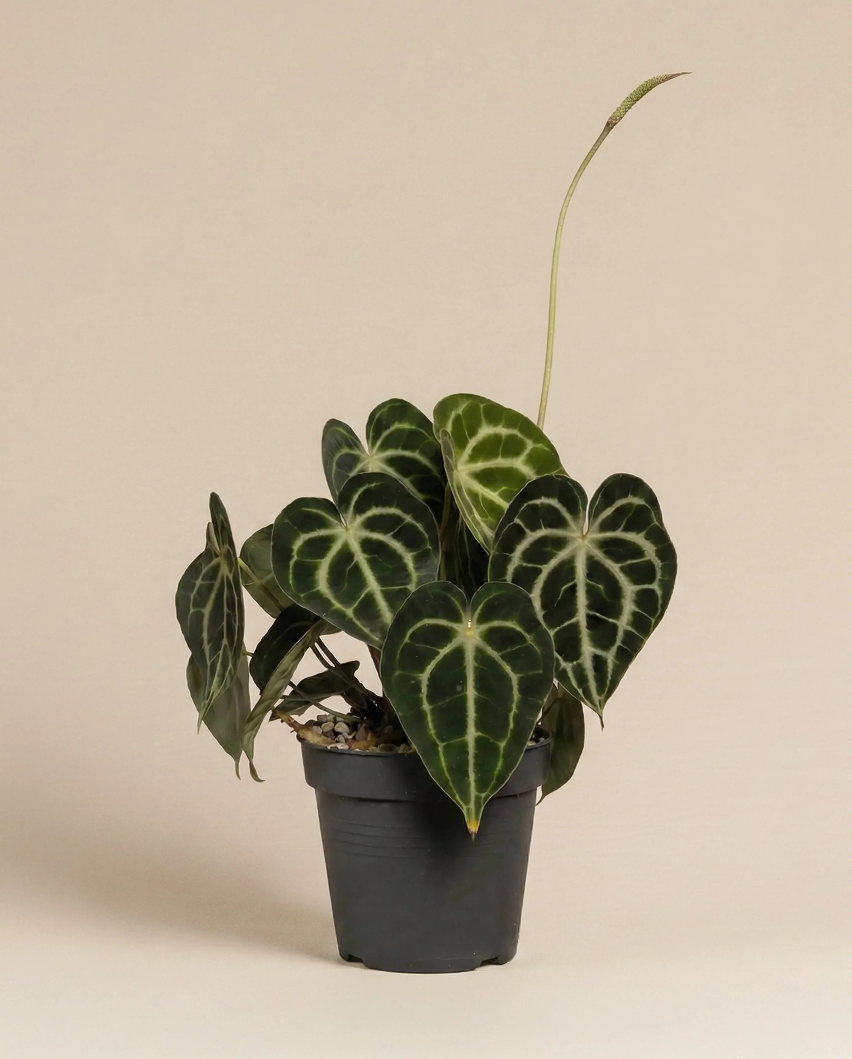 Anthurium clarinervium • feey - Image 3