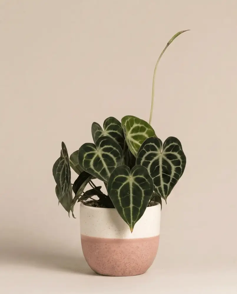 Anthurium clarinervium • feey - Image 6