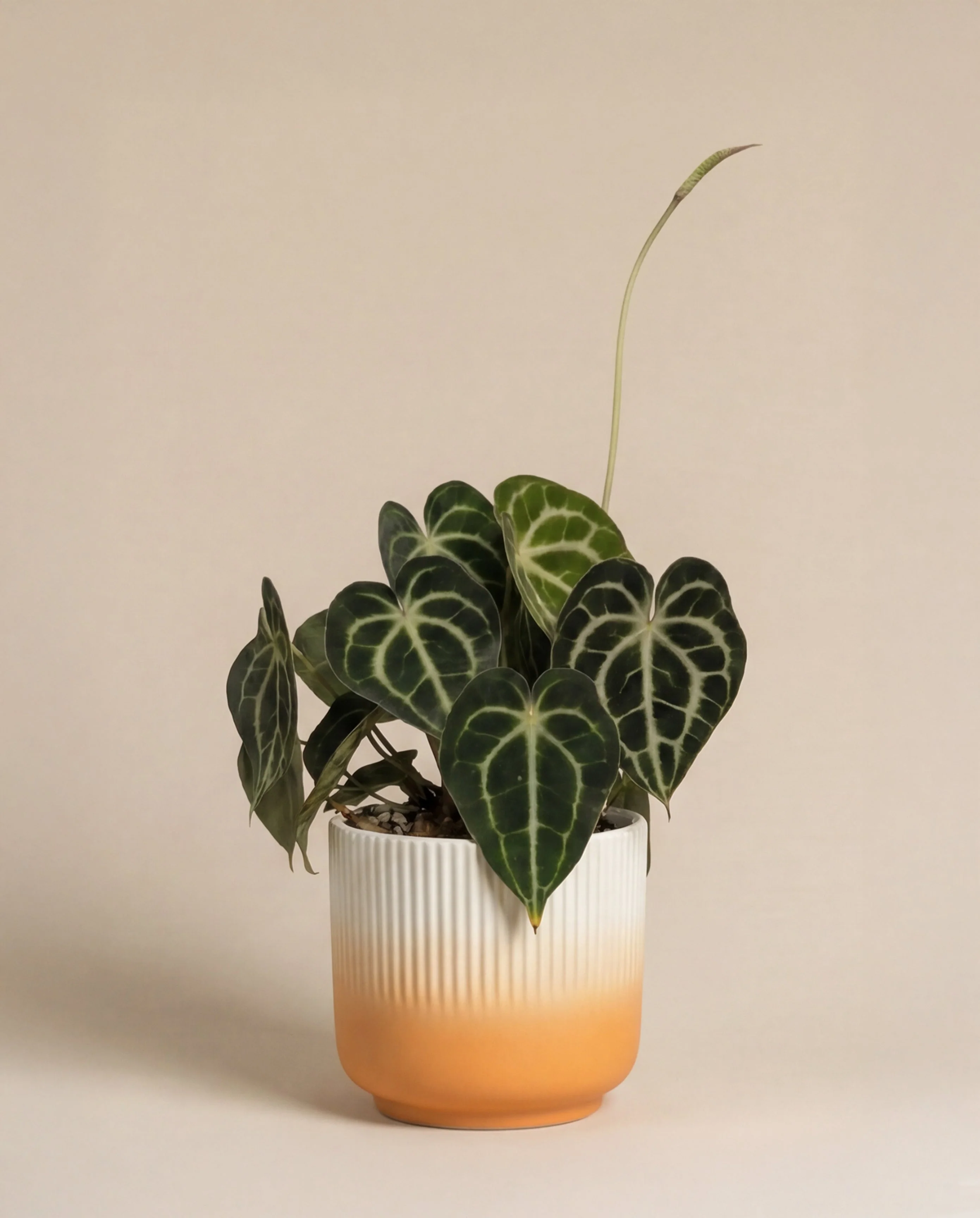Anthurium clarinervium • feey - Image 8