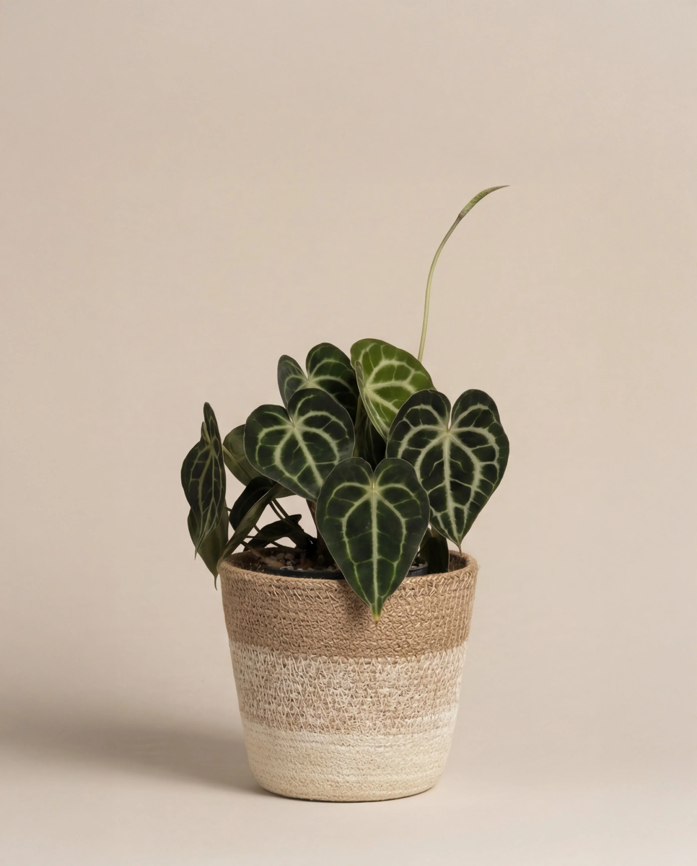 Anthurium clarinervium • feey - Image 9