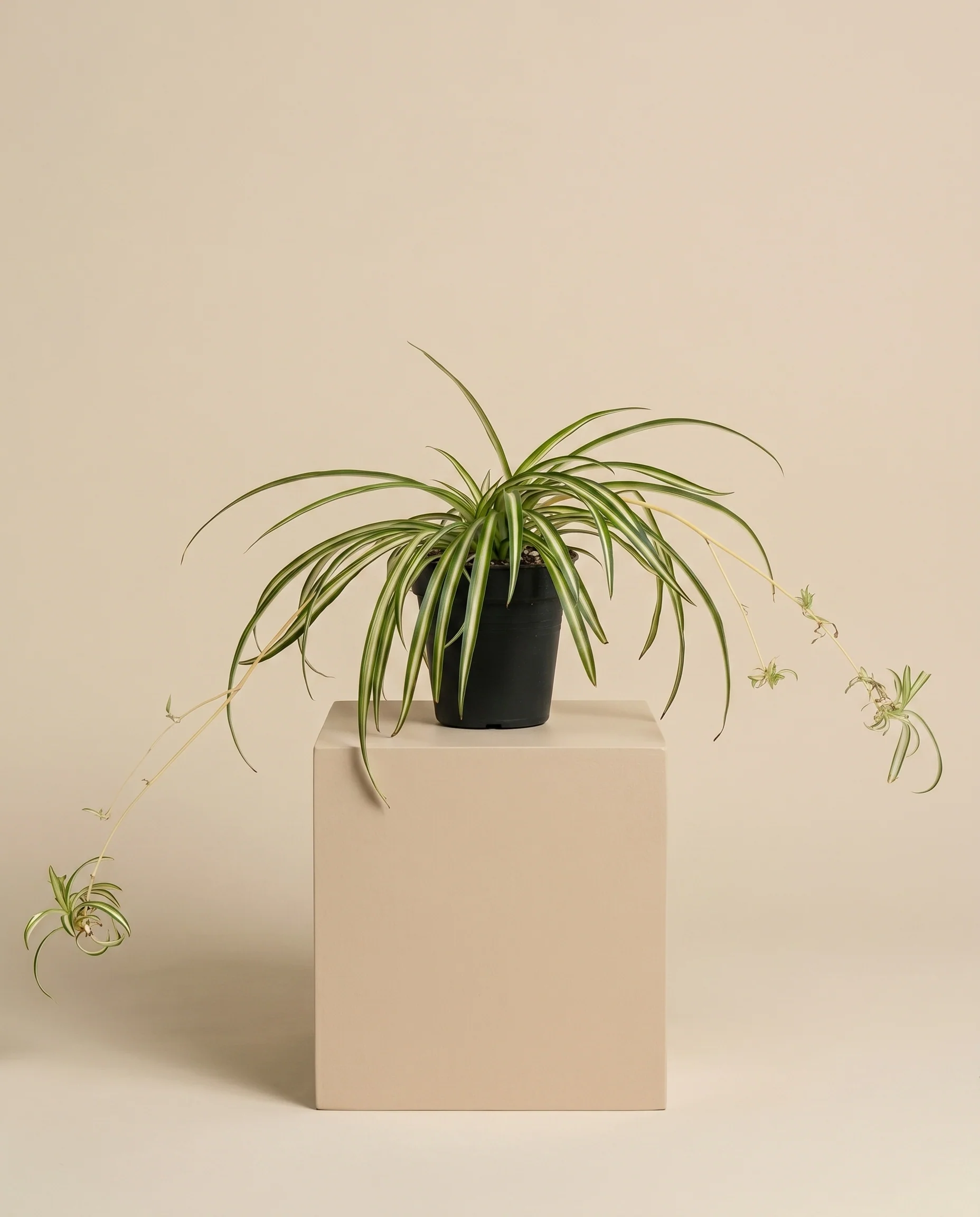Grünlilie • feey - Image 3
