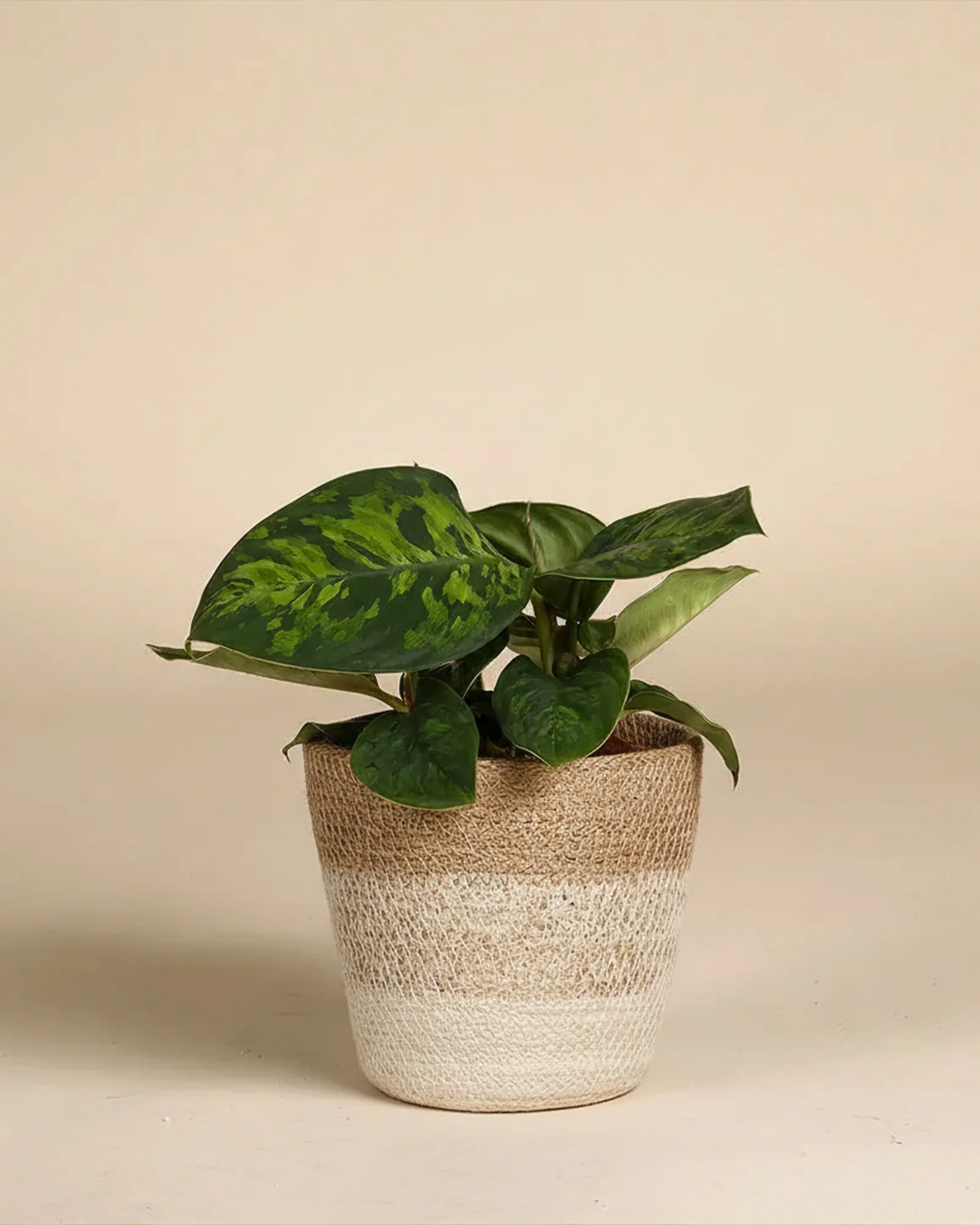 Homalomena 'Camouflage' • feey - Image 7