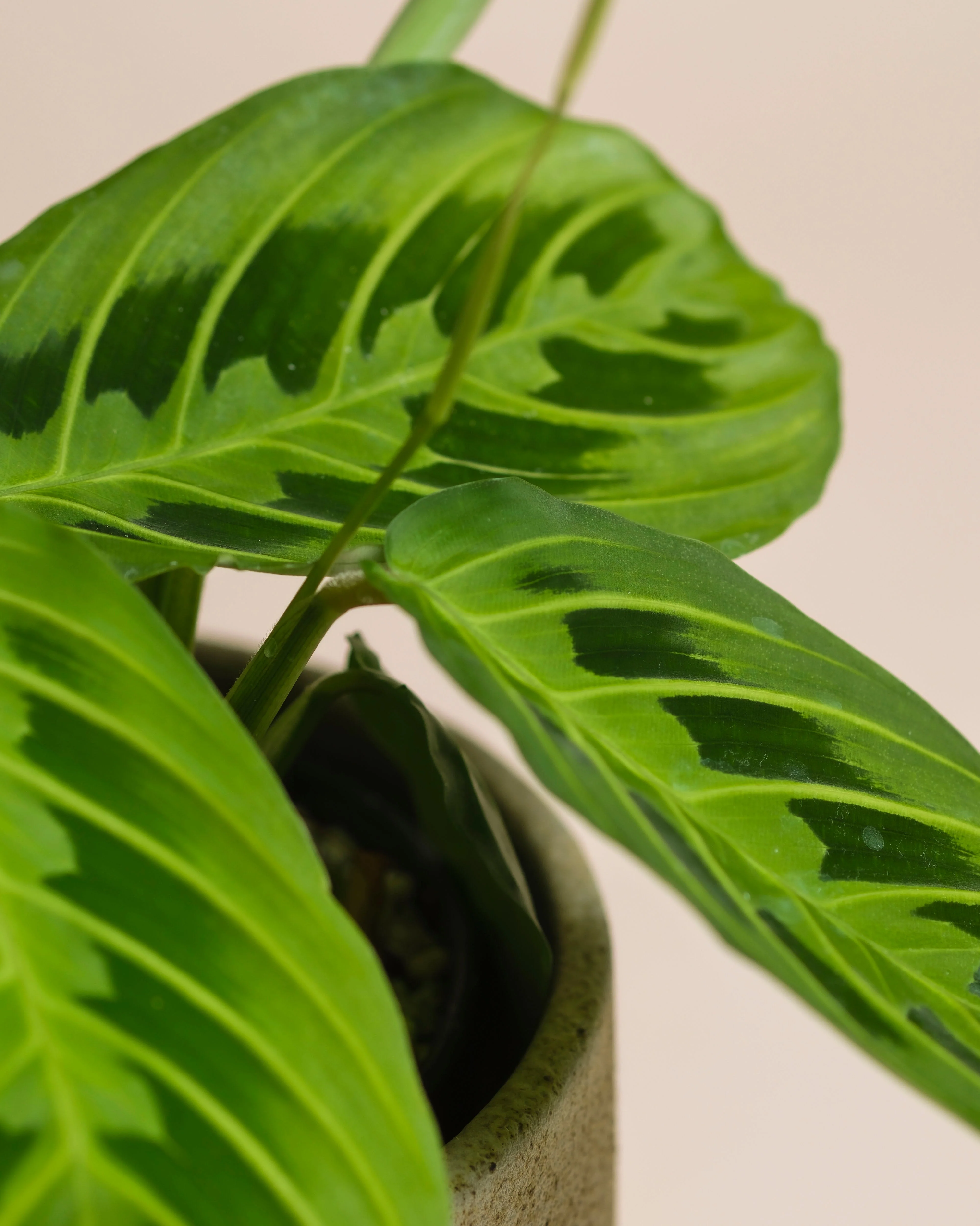 Maranta 'Lemon Lime' • feey - Image 10