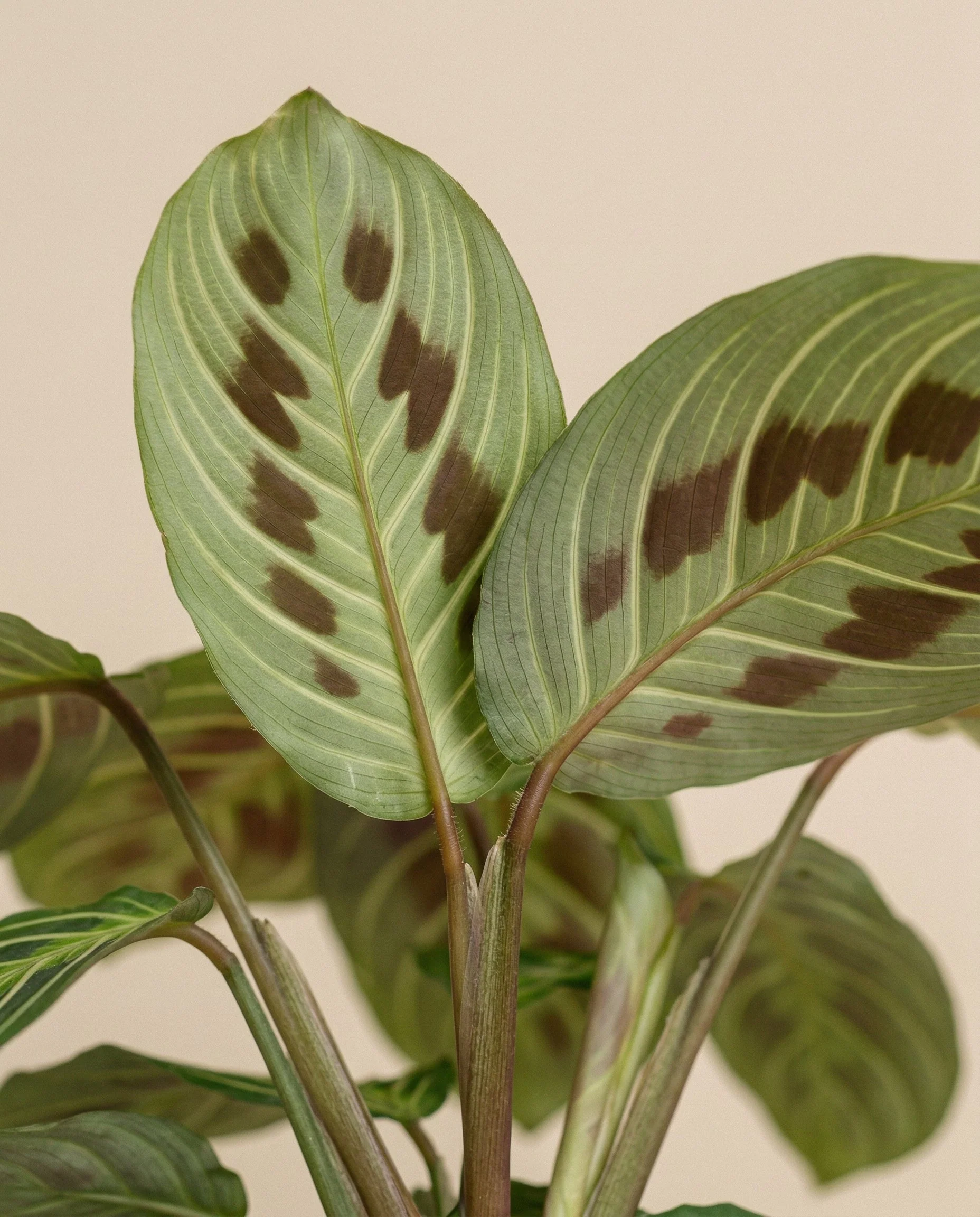 Maranta 'Light Veins' • feey - Image 10