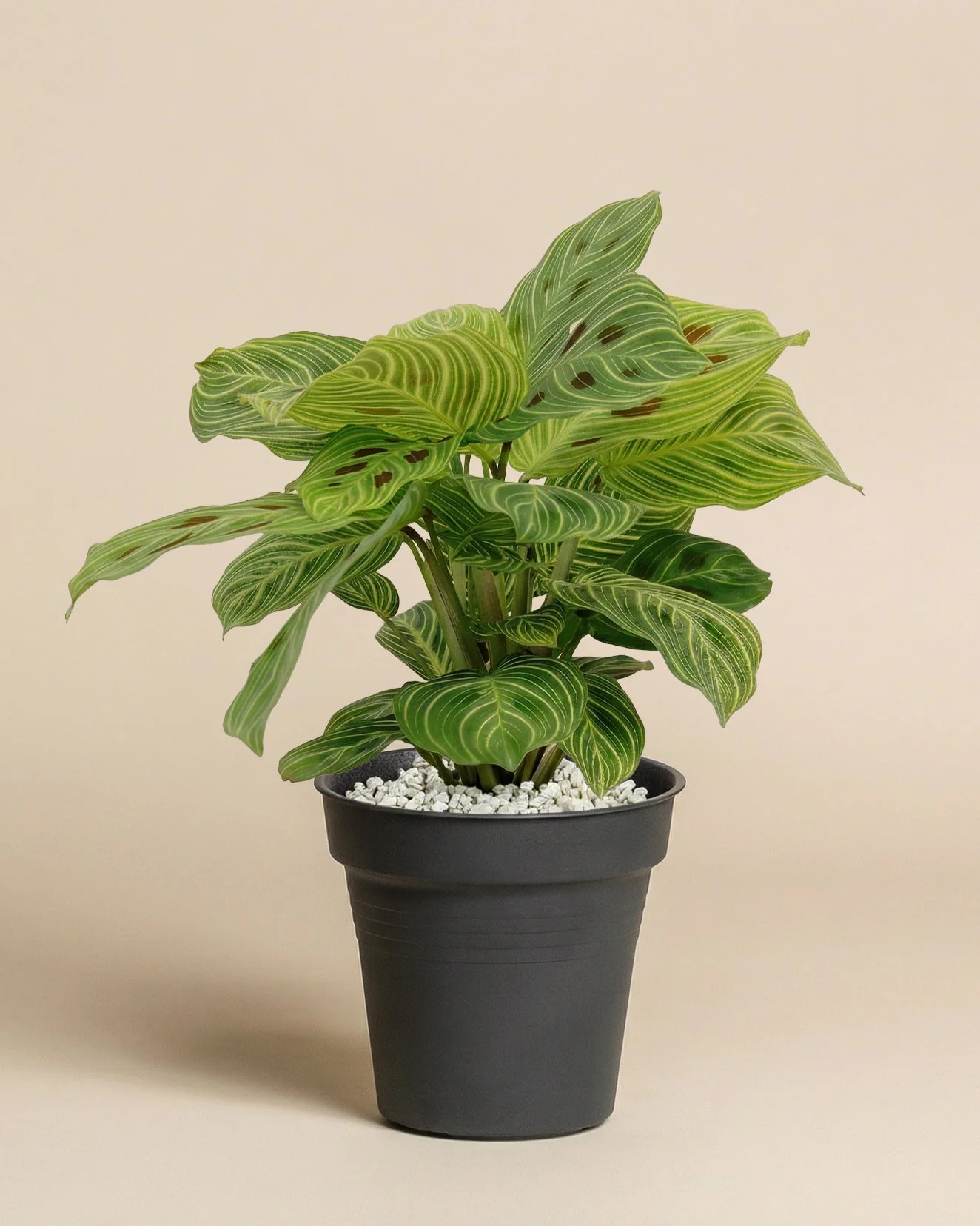 Maranta 'Light Veins' • feey - Image 3