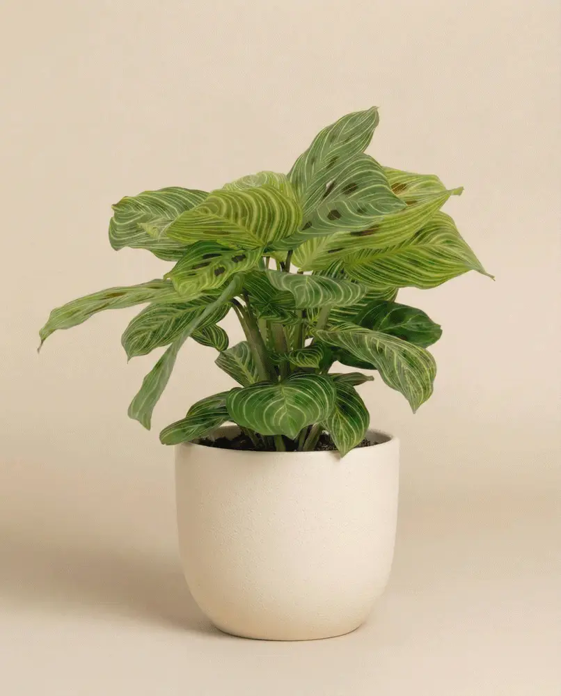 Maranta 'Light Veins' • feey - Image 6