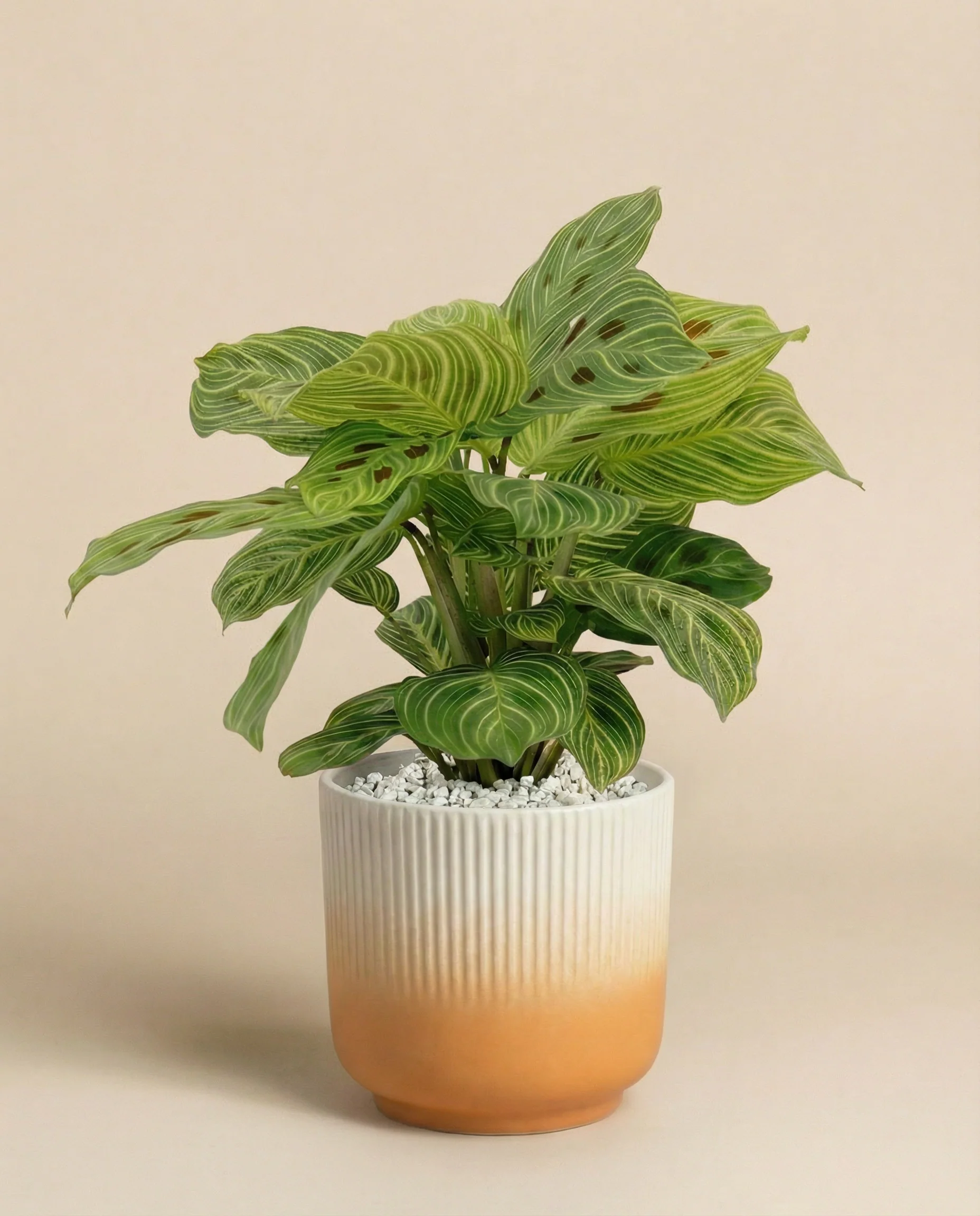 Maranta 'Light Veins' • feey - Image 7