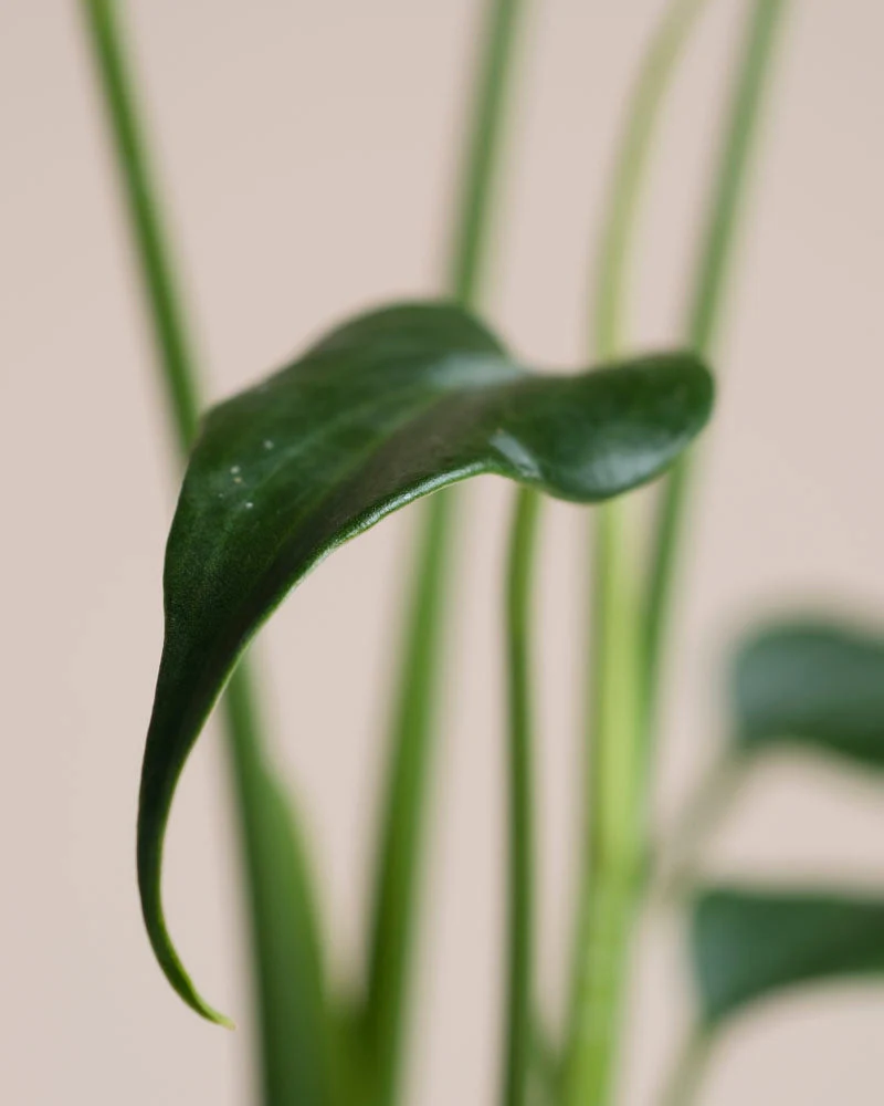 Monstera 'Burle Marx Flame' • feey - Image 10