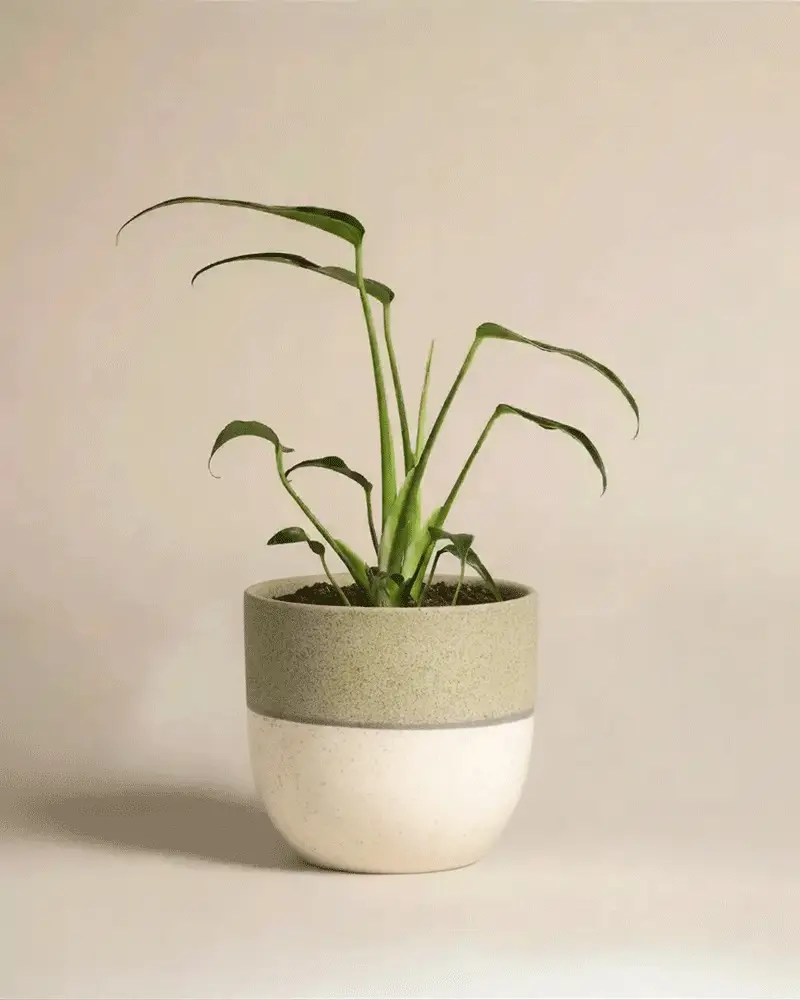 Monstera 'Burle Marx Flame' • feey - Image 5