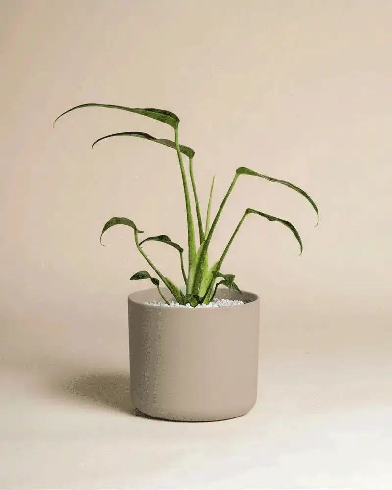 Monstera 'Burle Marx Flame' • feey - Image 8