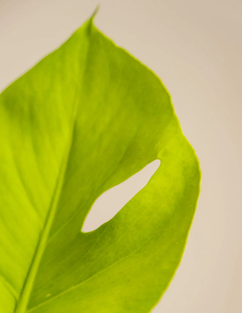 Monstera 'Cheesy' • feey - Image 10