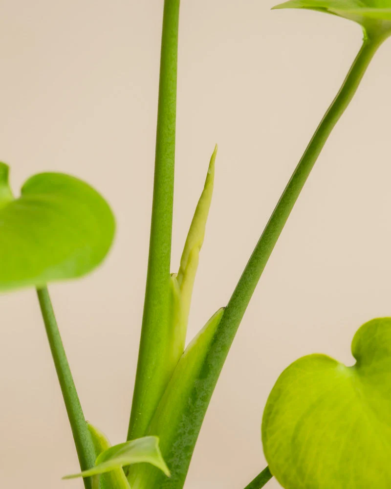 Monstera 'Cheesy' • feey - Image 11