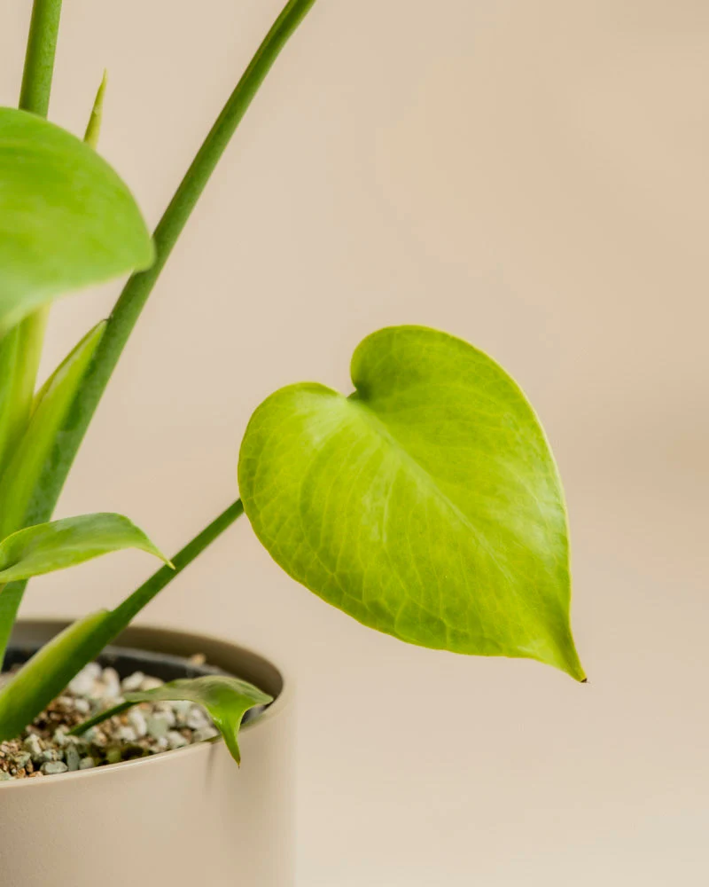 Monstera 'Cheesy' • feey - Image 13