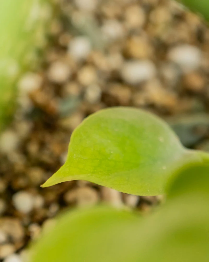 Monstera 'Cheesy' • feey - Image 14