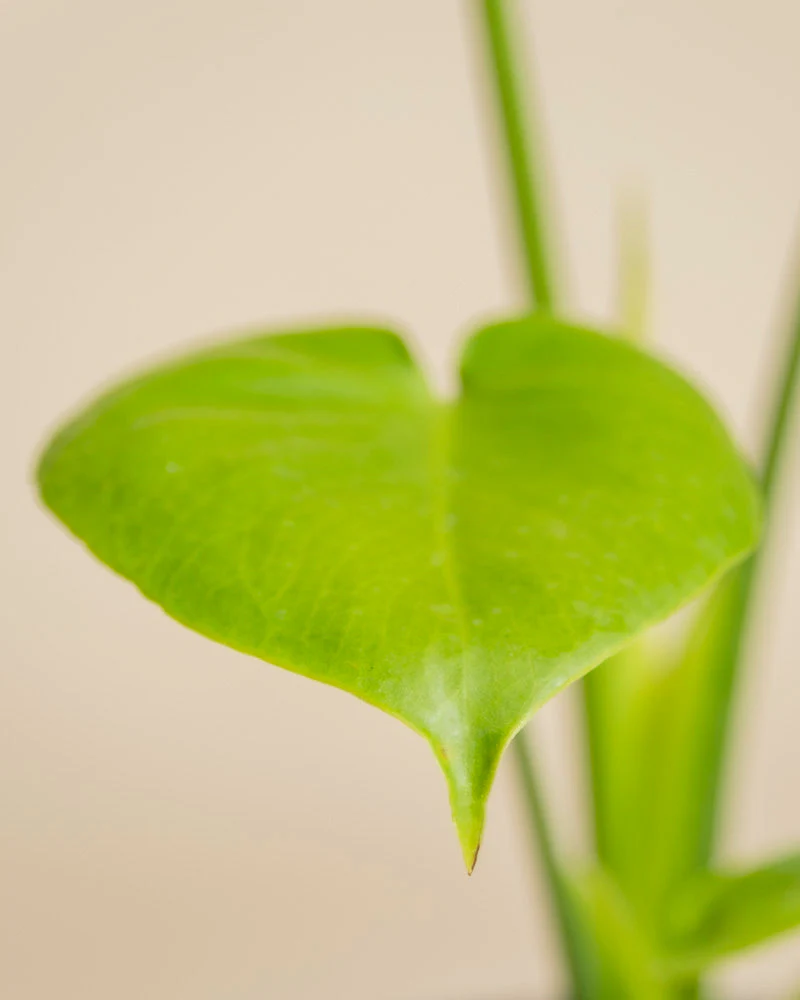Monstera 'Cheesy' • feey - Image 15