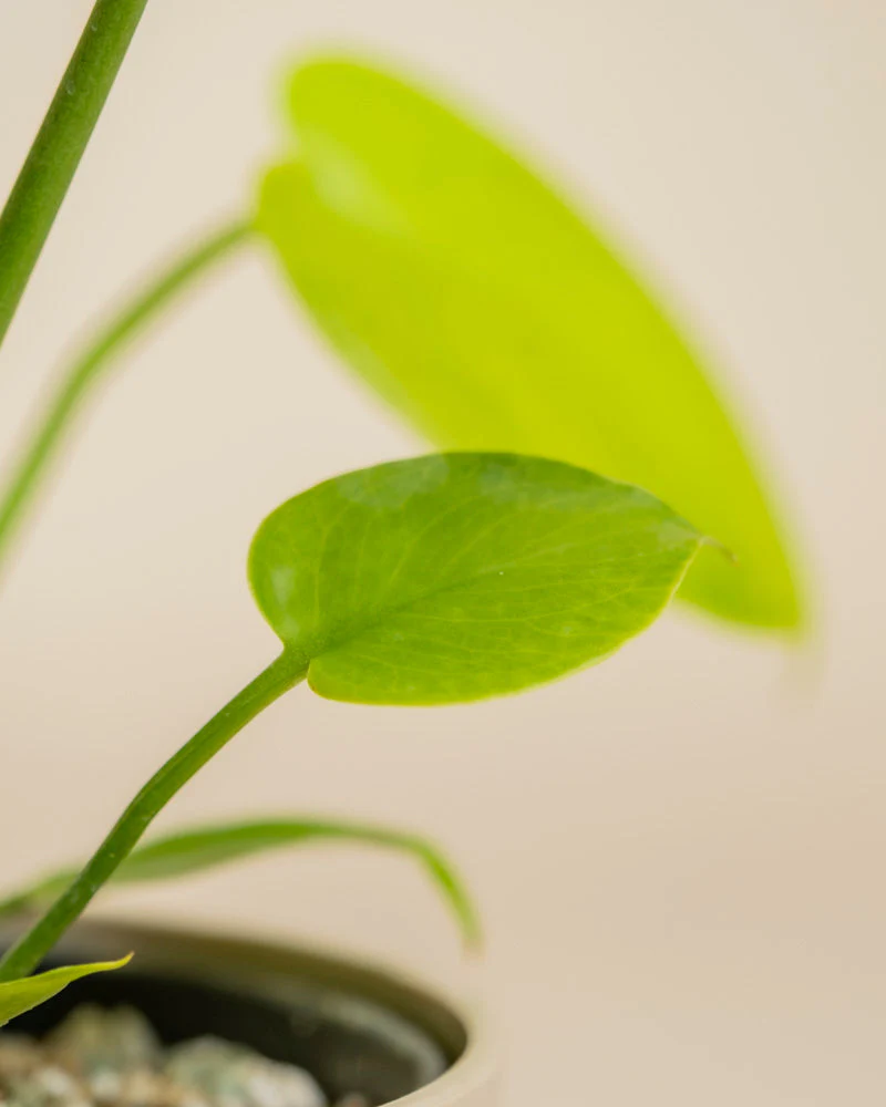 Monstera 'Cheesy' • feey - Image 16