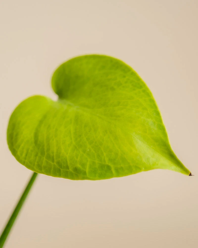 Monstera 'Cheesy' • feey - Image 17
