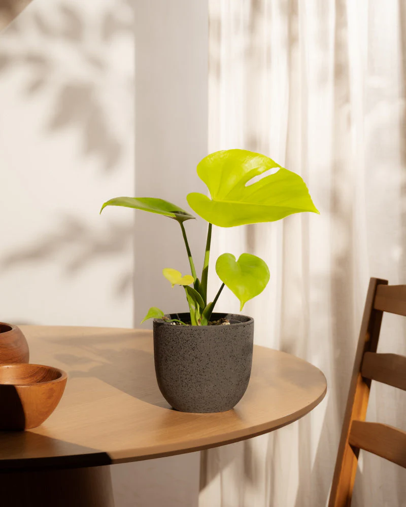 Monstera 'Cheesy' • feey - Image 18
