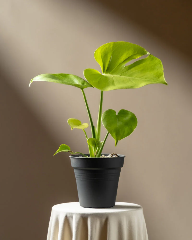 Monstera 'Cheesy' • feey - Image 3