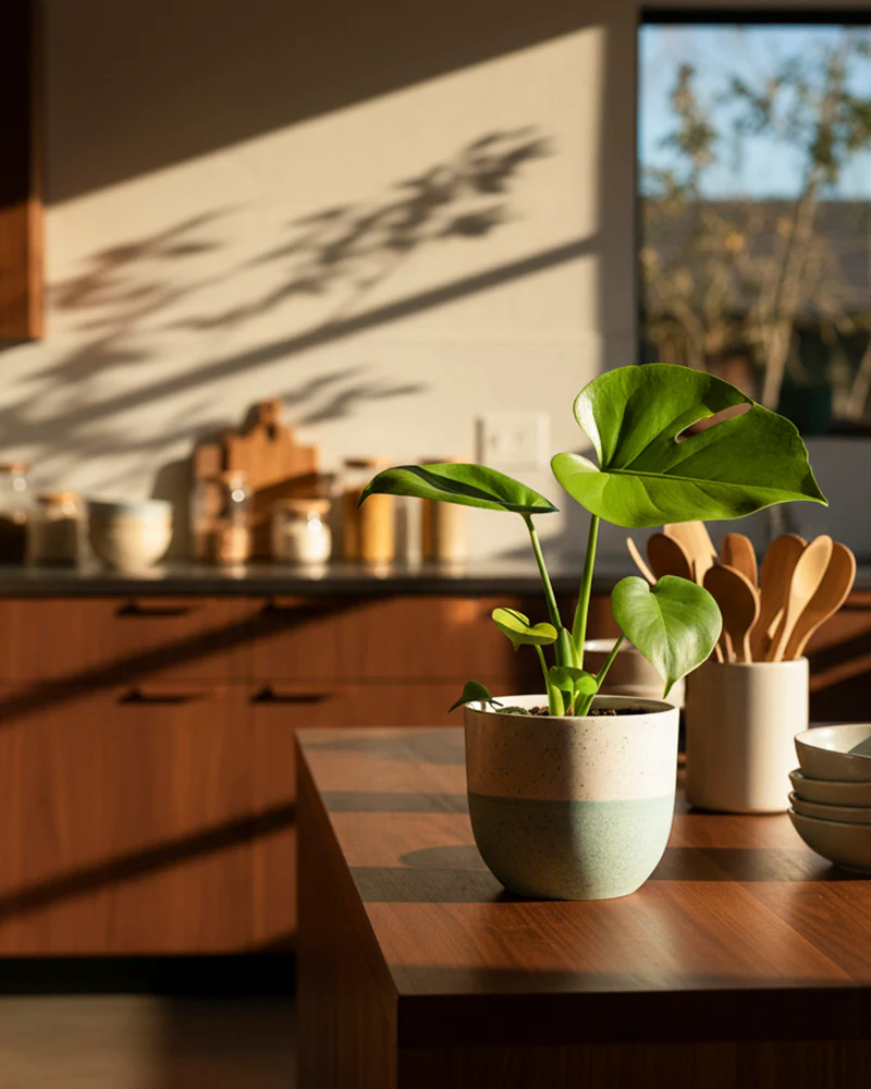 Monstera 'Cheesy' • feey - Image 4