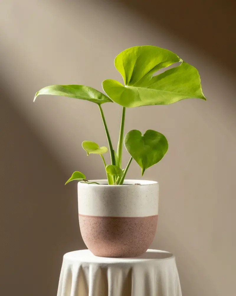Monstera 'Cheesy' • feey - Image 5