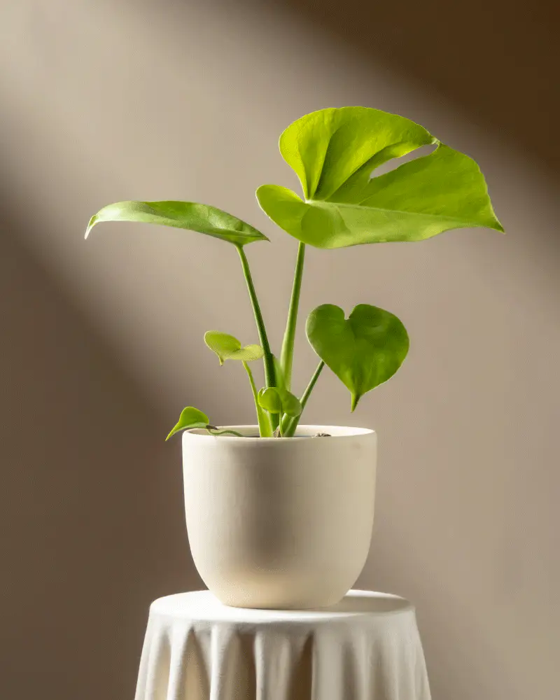 Monstera 'Cheesy' • feey - Image 6