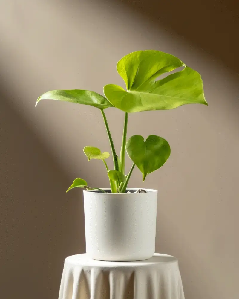 Monstera 'Cheesy' • feey - Image 7