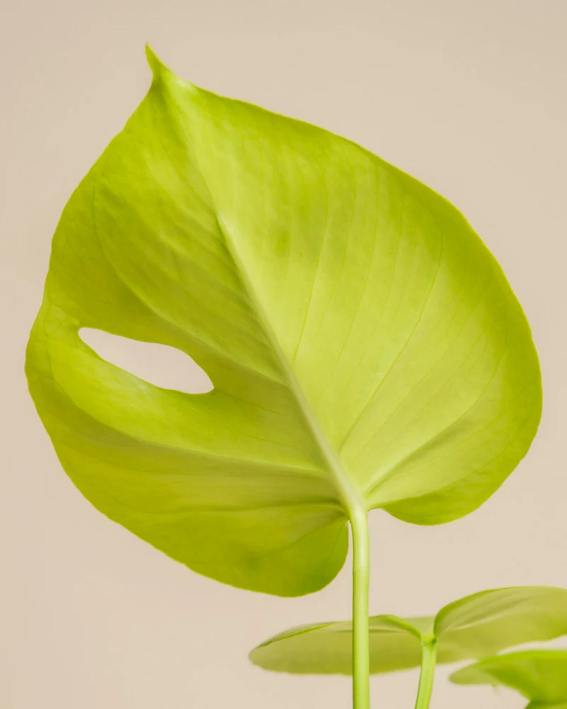 Monstera 'Cheesy' • feey - Image 9