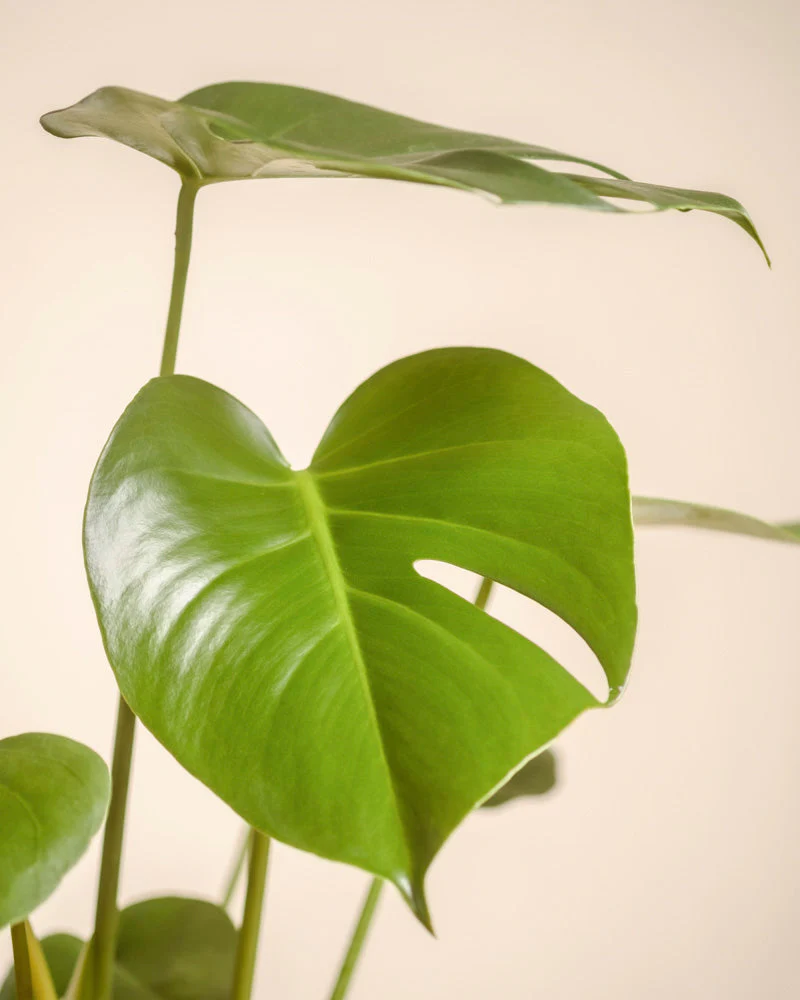 Monstera • feey - Image 10