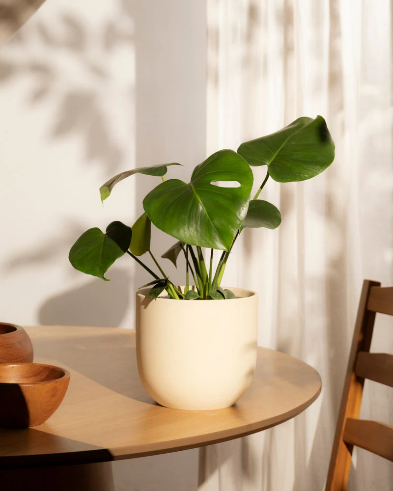 Monstera • feey - Image 12