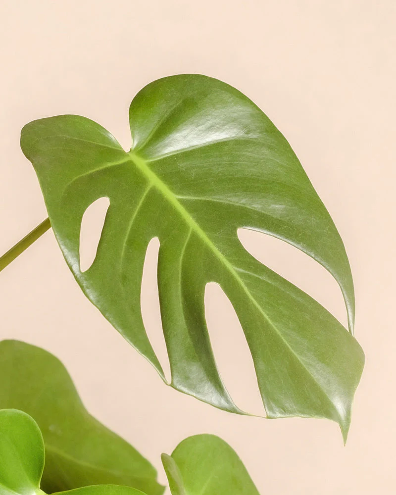 Monstera • feey - Image 13