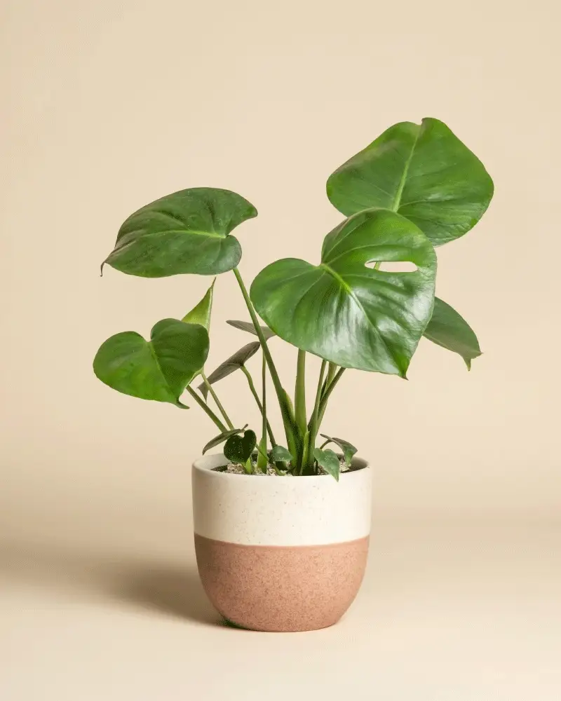 Monstera • feey - Image 4