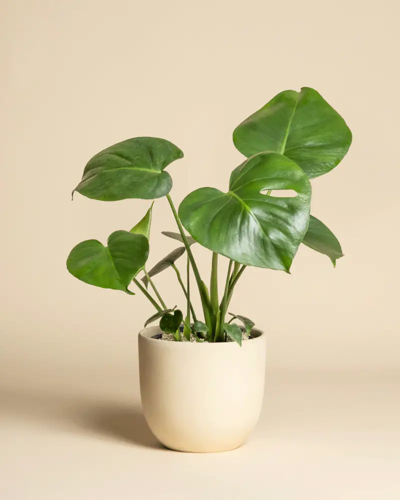 Monstera • feey - Image 5