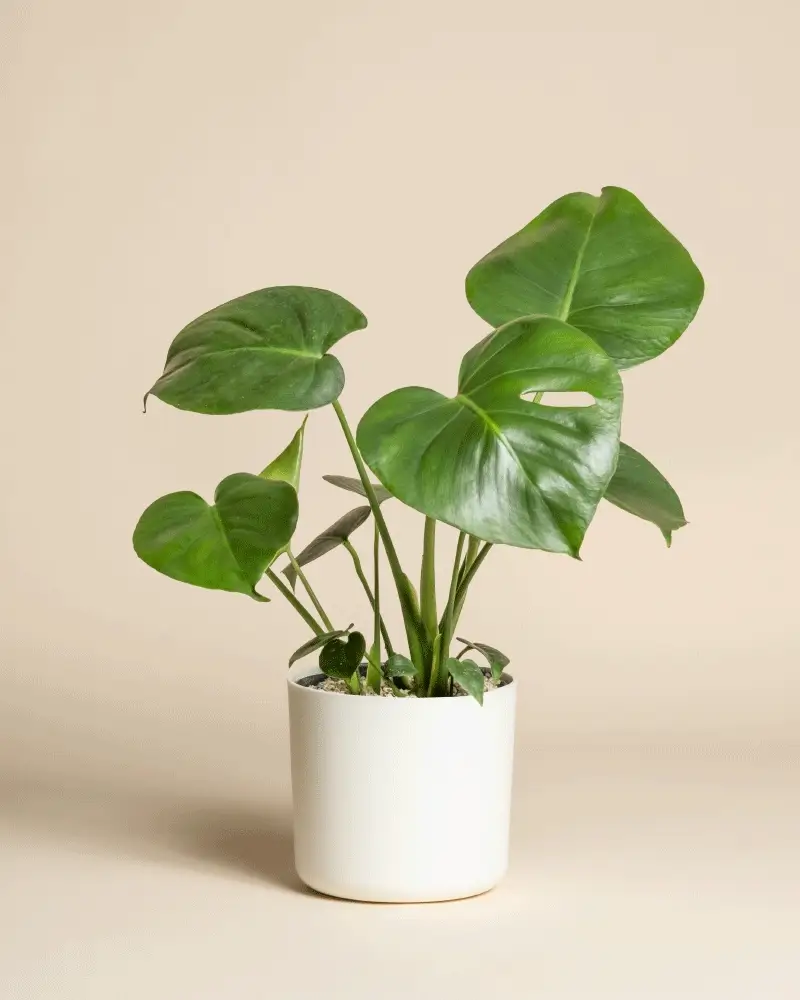 Monstera • feey - Image 6