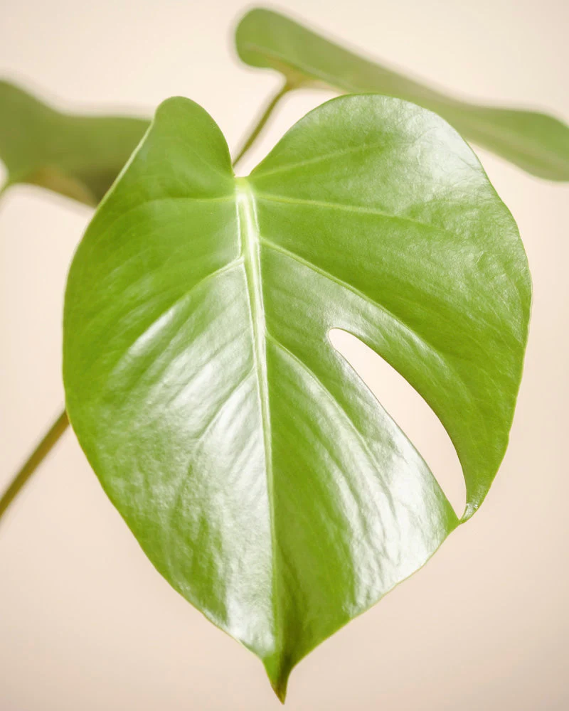 Monstera • feey - Image 8