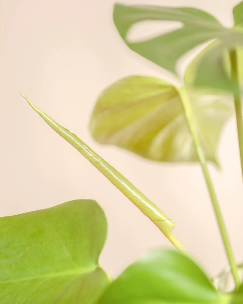Monstera • feey - Image 9