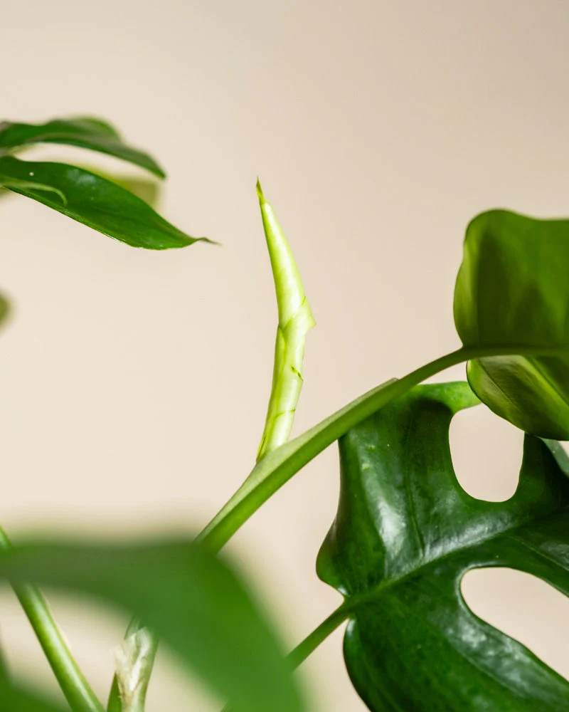 Monstera minima • feey - Image 10