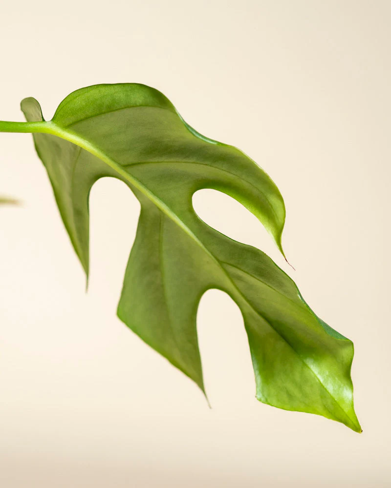 Monstera minima • feey - Image 11