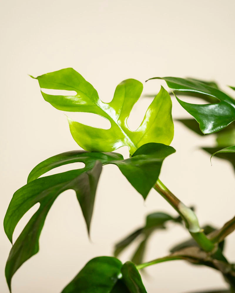 Monstera minima • feey - Image 12