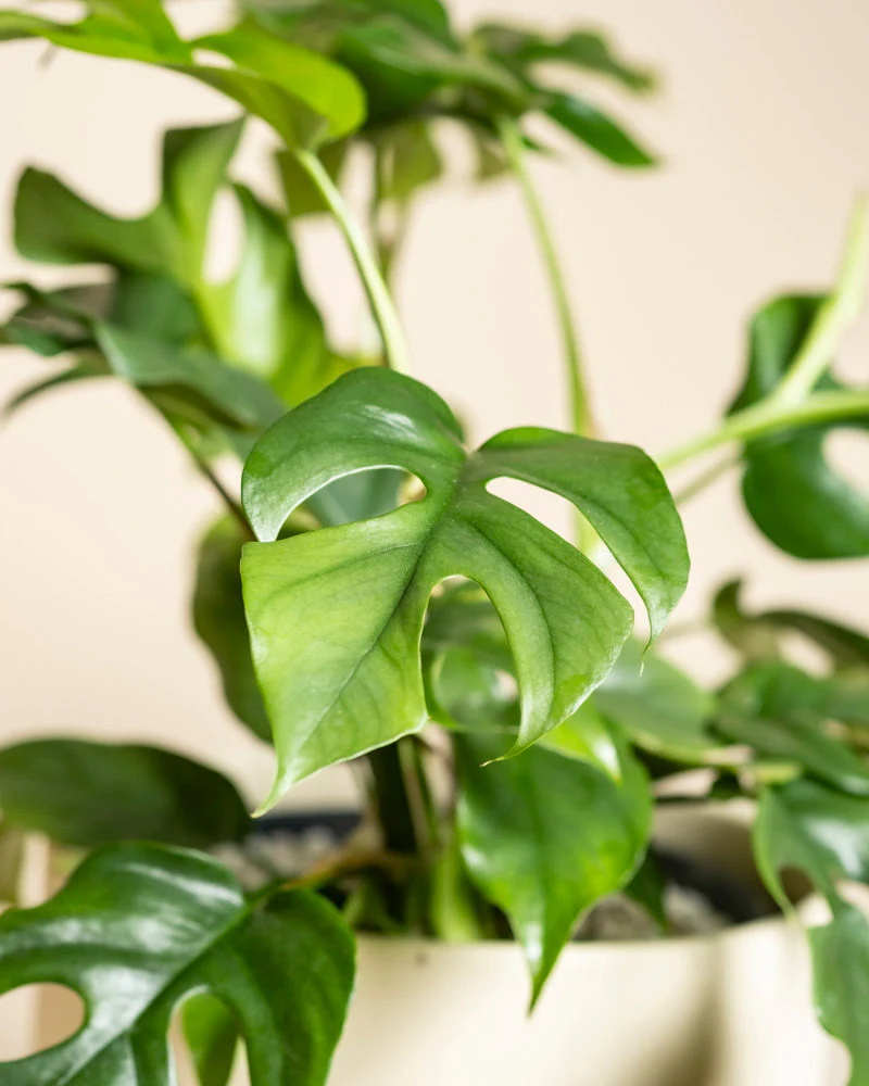 Monstera minima • feey - Image 14