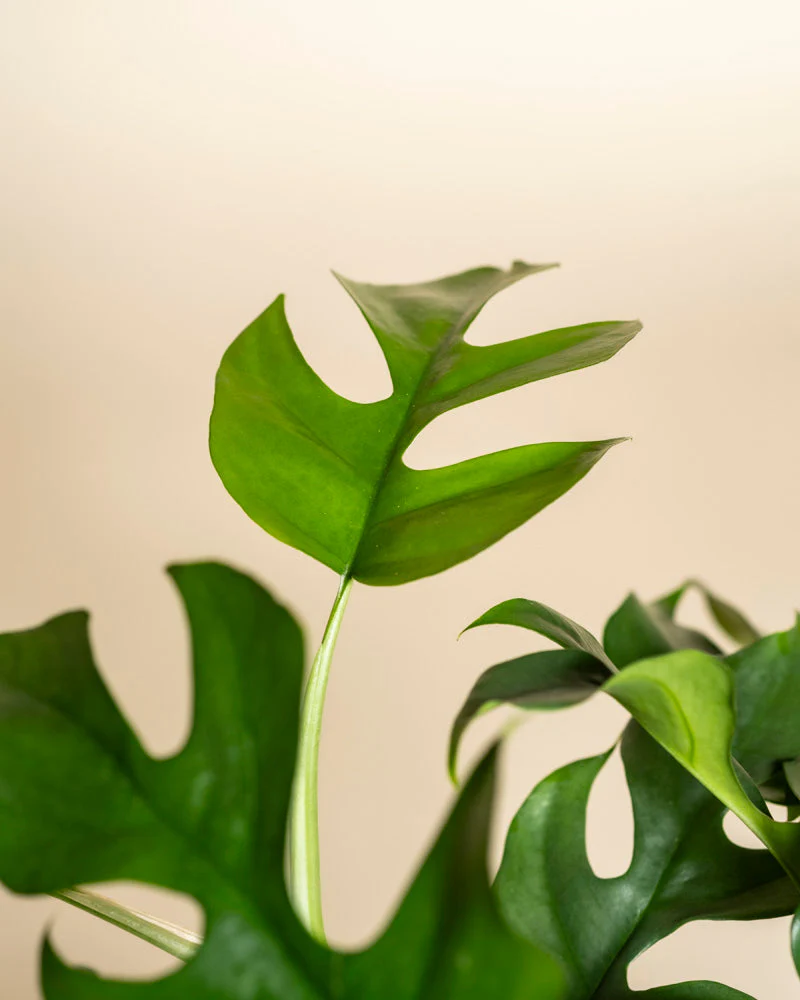 Monstera minima • feey - Image 15