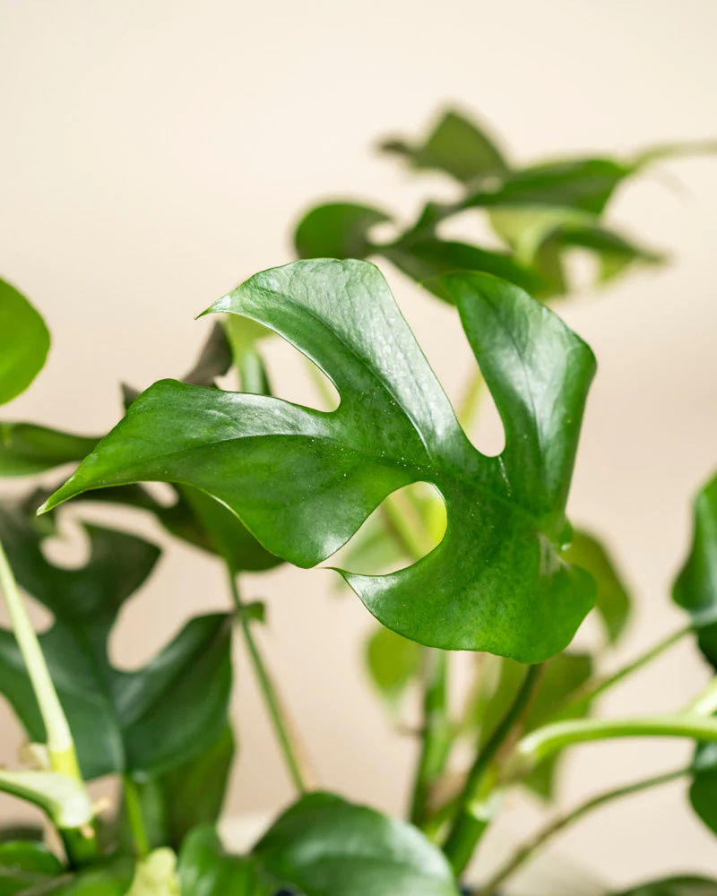 Monstera minima • feey - Image 16