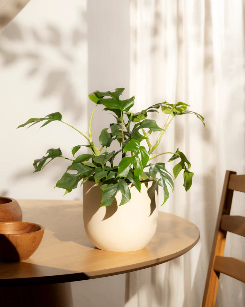 Monstera minima • feey - Image 17