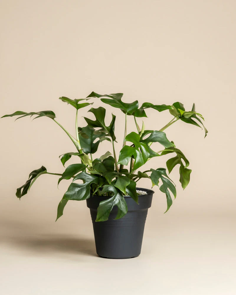 Monstera minima • feey - Image 3