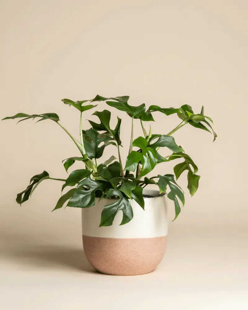 Monstera minima • feey - Image 5