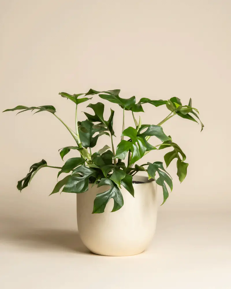 Monstera minima • feey - Image 6