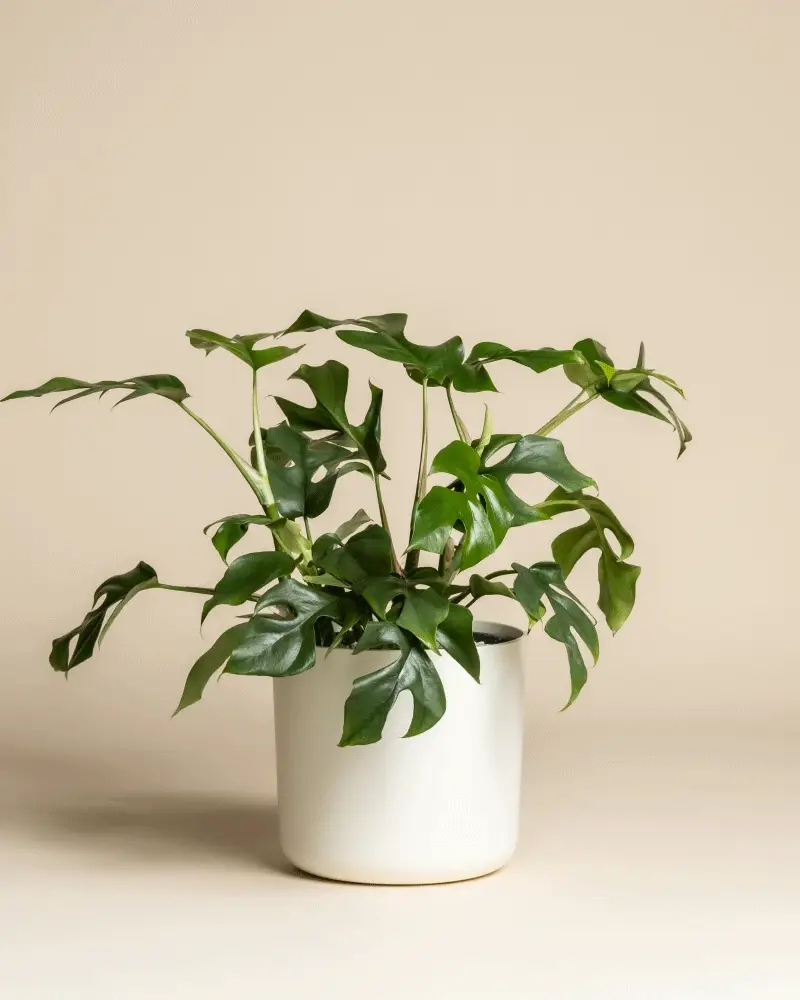 Monstera minima • feey - Image 7