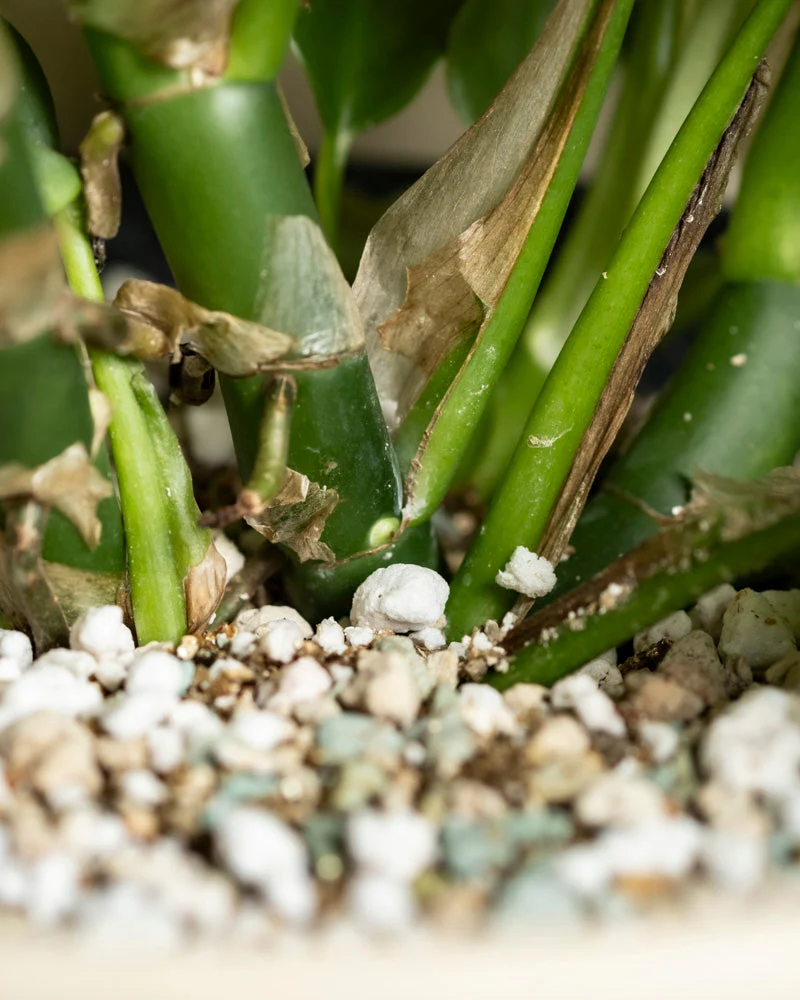 Monstera minima • feey - Image 8