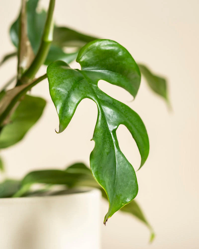 Monstera minima • feey - Image 9